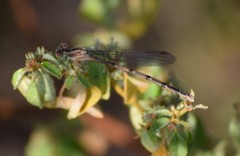 Argia fumipennis