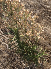 Pseudognaphalium ramosissimum