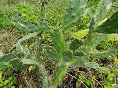 Opuntia dejecta