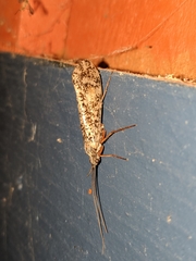 Clistoronia magnifica