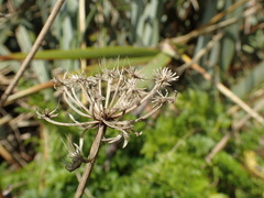 Anisotome lyallii