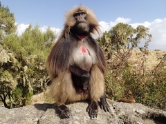 Theropithecus gelada