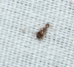 Acanthinus scitulus