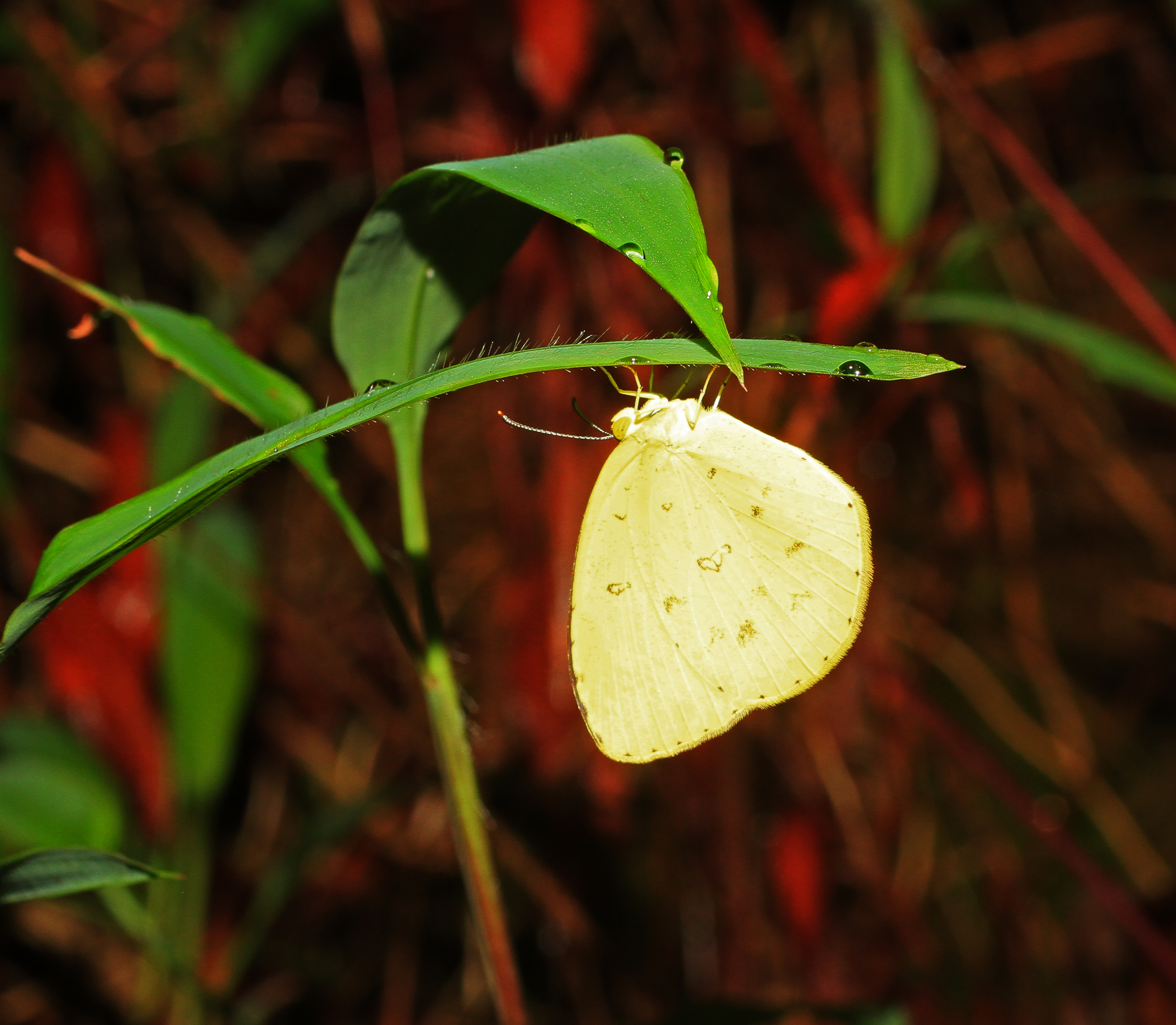 Common Grass Yellow