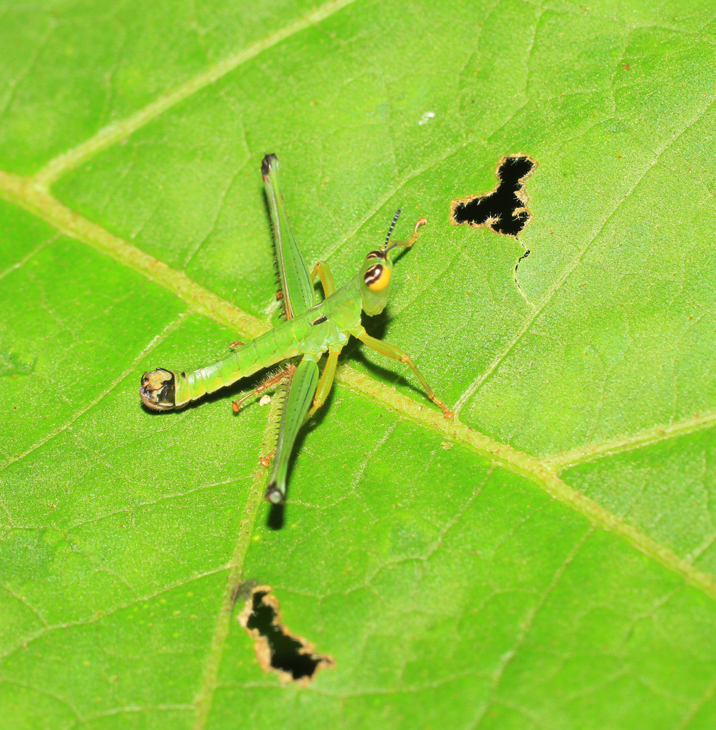 Paramastacides