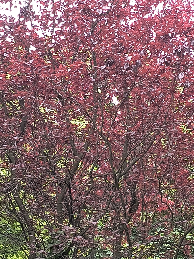 Fagus