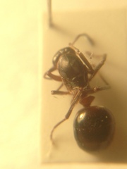 Formica polyctena