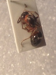 Formica polyctena