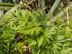 Anisotome lyallii