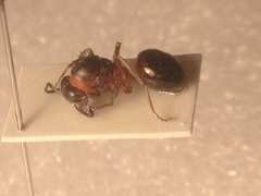 Formica polyctena