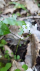 Cardamine corymbosa