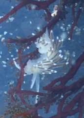 Cuthonella cocoachroma