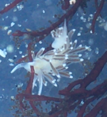 Cuthonella cocoachroma