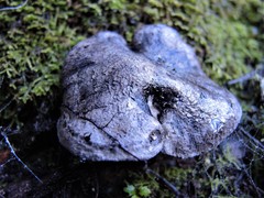 Boletopsis nothofagi