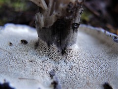 Boletopsis nothofagi