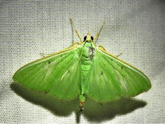 Parotis baldersalis
