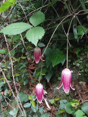 Clematis japonica, photograph 3