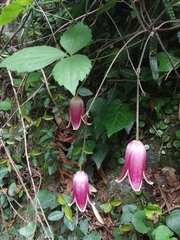 Clematis japonica, photograph (c) Hector Montero, some rights reserved (CC BY)