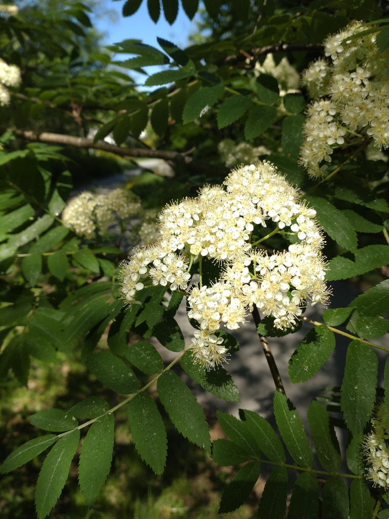 Pyrus