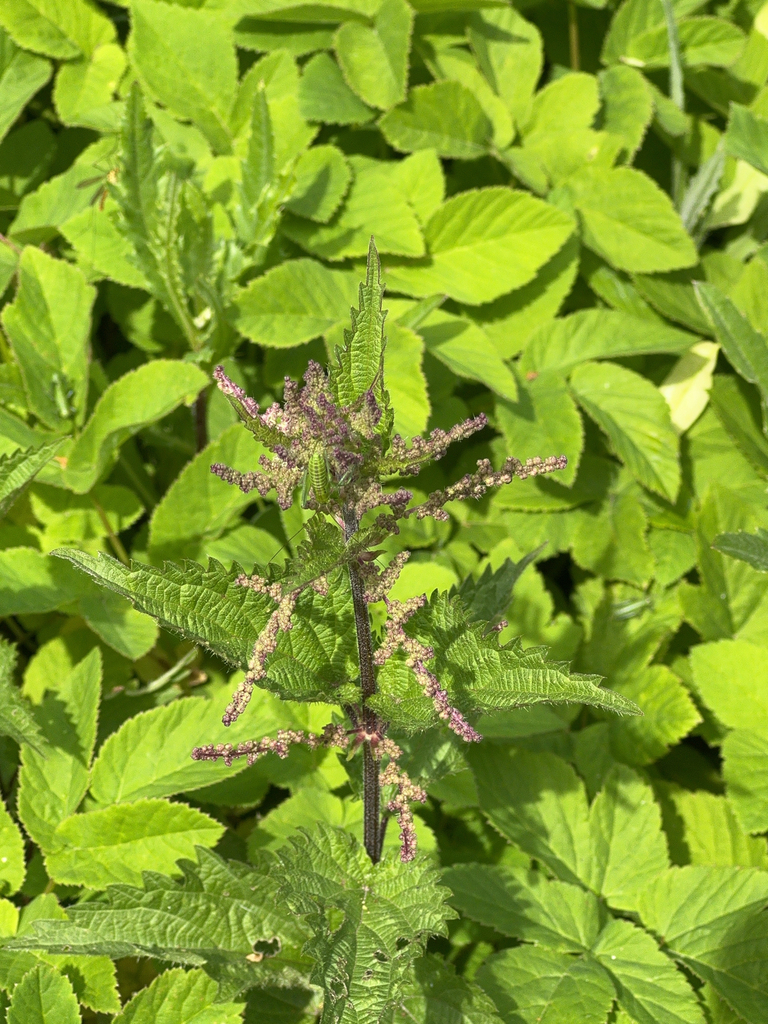 Urtica