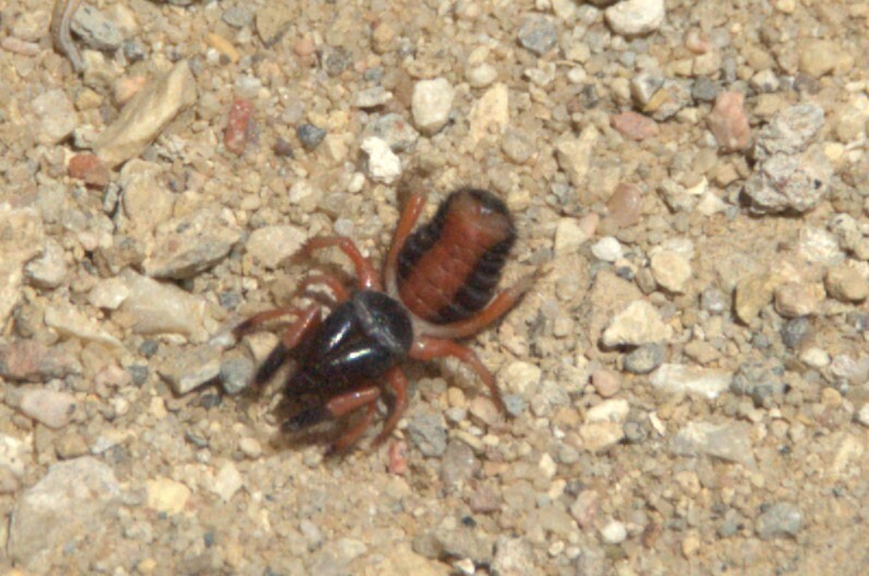 Rhagoderma nigriceps