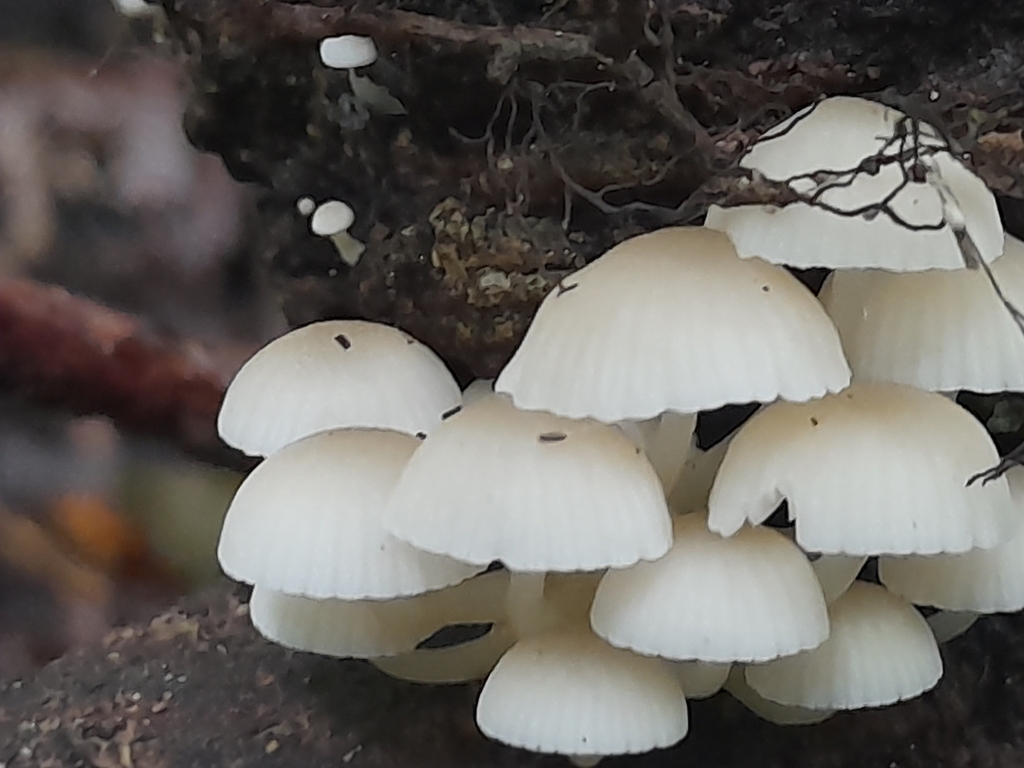Roridomyces austrororidus · May 2025 · photo: © mphnz (iNaturalist, cc0)