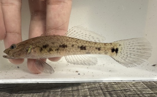 Behoedzame grondel (Glossogobius circumspectus) — Gobiidae — 4