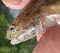 Circumspect Flat-Head Goby photo 2