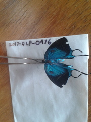 Arcas imperialis