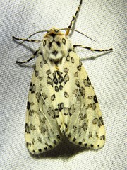 Alpenus maculosa