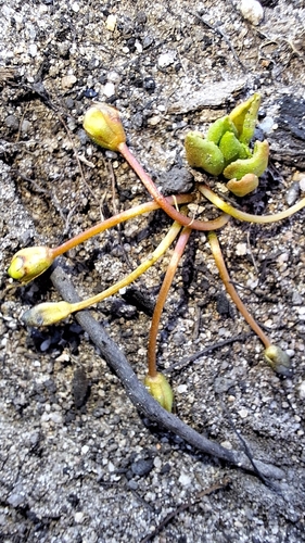 Drosera praefolia