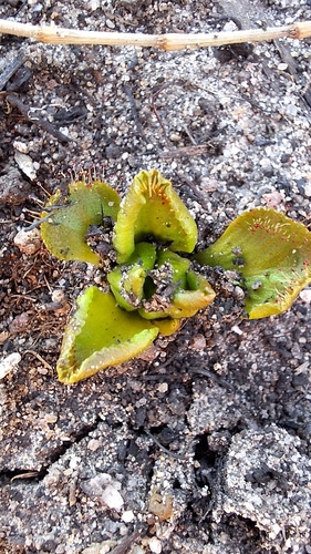 Drosera praefolia