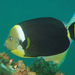 Yellowtail Angelfish - Photo (c) Alex Hoschke, some rights reserved (CC BY-NC), uploaded by Alex Hoschke