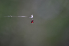 Micrathena glyptogonoides