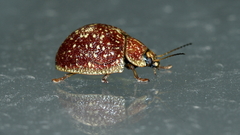 Paropsis tasmanica