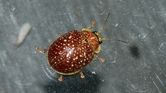 Paropsis tasmanica