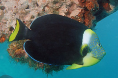 Blueface Angelfish photo 2
