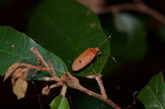 Physopelta sita