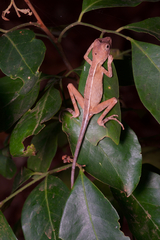 Otocryptis nigristigma