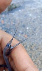 Slender Snipe-Eel photo 2