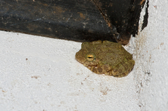 Pseudophilautus cavirostris