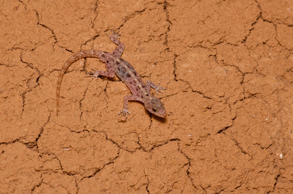 Spotted Round-Eyed Gecko