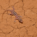 Spotted Round-eyed Gecko - Photo (c) John Sullivan, some rights reserved (CC BY-NC), uploaded by John Sullivan