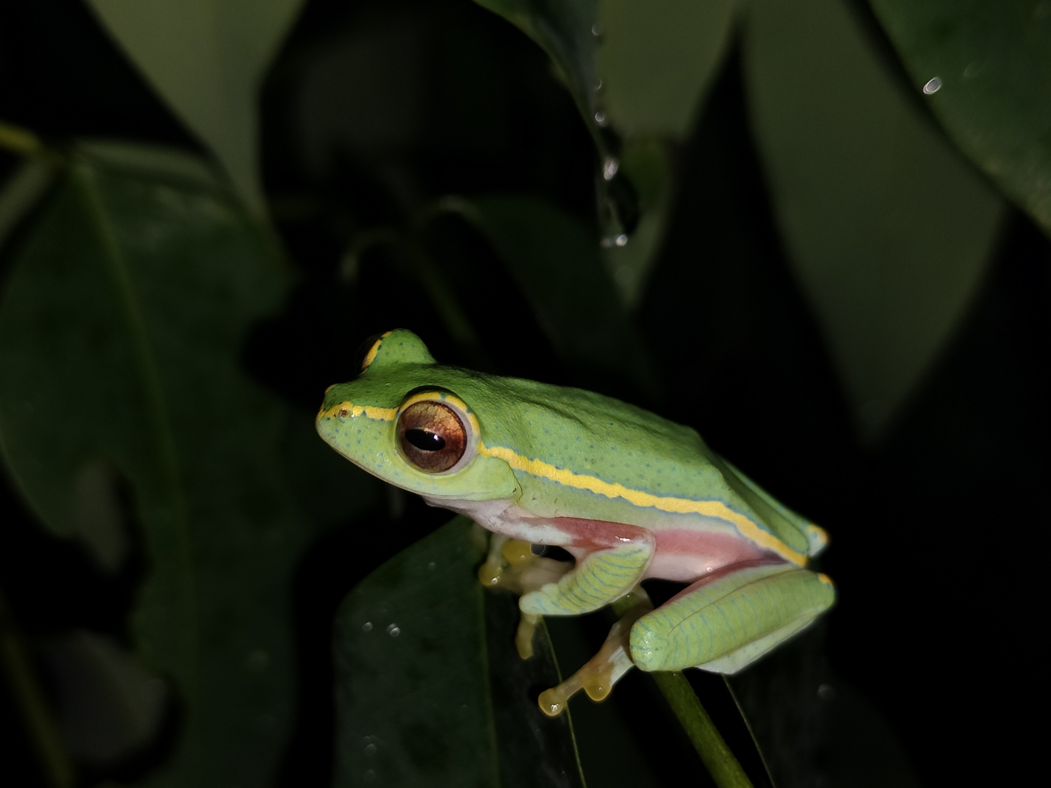 Double Banded Small Tree Frog