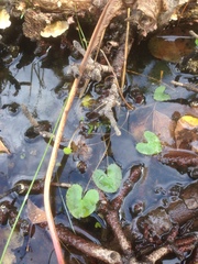 Caltha natans