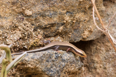 Eutropis lankae