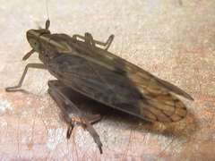 Stenocranus matsumurai