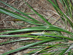 Dianella nigra