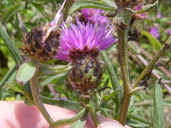 Centaurea debeauxii