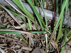 Dianella nigra